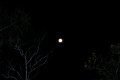 DSC_moonlight (3)